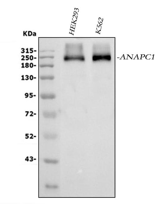 Anti-APC1/ANAPC1 Antibody Picoband® Boster Bio