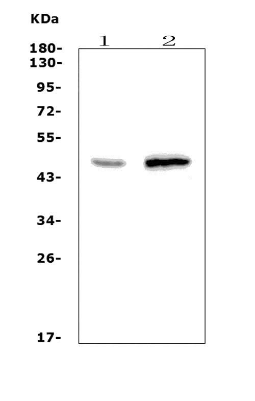 Anti-Wnt10a Picoband® Antibody Boster Bio