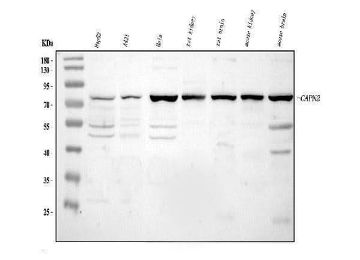 Anti-Calpain 2/CAPN2 Antibody Picoband® Boster Bio