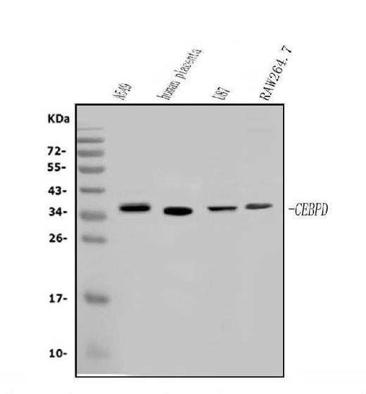 Anti-CEBP Delta/CEBPD Antibody Picoband® Boster Bio