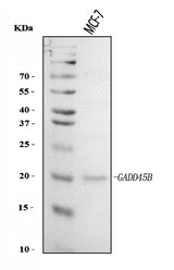 Anti-GADD45B Antibody Picoband® Boster Bio