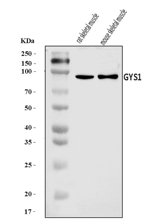 Anti-Glycogen synthase 1/GYS1 Antibody Picoband® Boster Bio