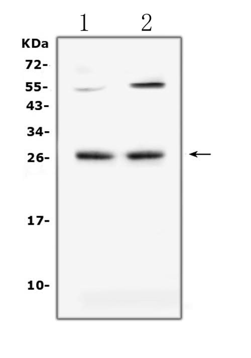 Anti-LIGHT/Tnfsf14 Antibody Picoband® Boster Bio