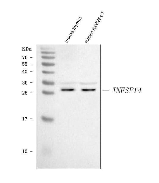 Anti-LIGHT/Tnfsf14 Antibody Picoband® Boster Bio