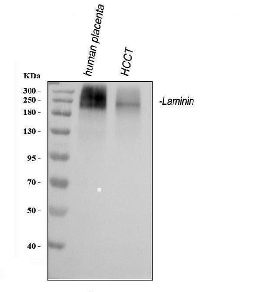 Anti-Laminin Antibody Picoband® Boster Bio