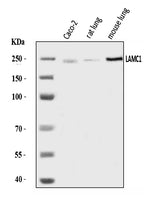 Anti-Laminin gamma 1/LAMC1 Antibody Picoband® Boster Bio