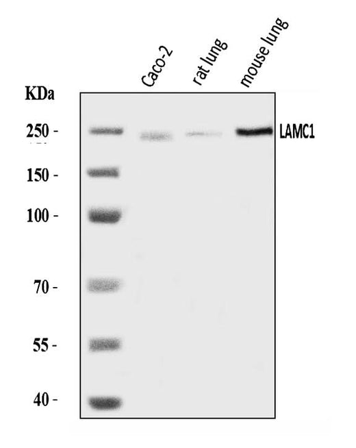 Anti-Laminin gamma 1/LAMC1 Antibody Picoband® Boster Bio