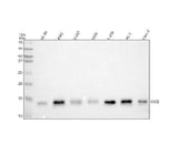 Anti-Cytochrome C/Cycs Antibody Picoband® Boster Bio