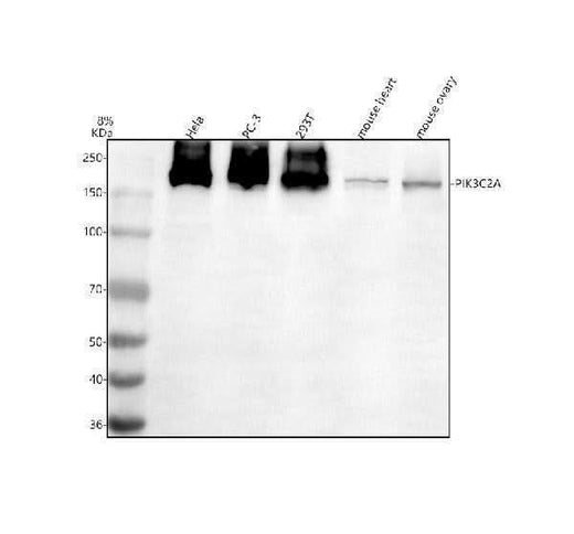Anti-PIK3C2A Antibody Picoband® Boster Bio