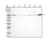 Anti-NFIA Antibody Picoband® Boster Bio