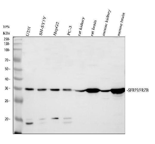Anti-FRZB Antibody Picoband® Boster Bio