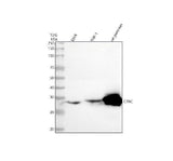 Anti-CTRC Antibody Picoband® Boster Bio