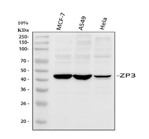 Anti-ZP3 Antibody Picoband® Boster Bio