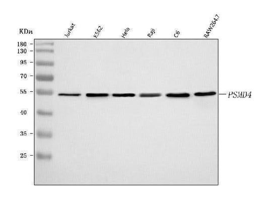 Anti-PSMD4 Antibody Picoband® Boster Bio