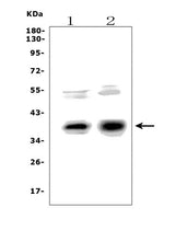 Anti-XLF/NHEJ1 Picoband® Antibody Boster Bio
