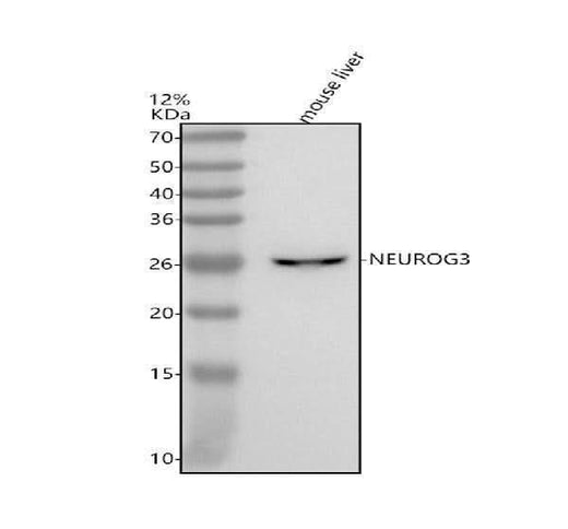 Anti-NEUROG3 Antibody Picoband® Boster Bio