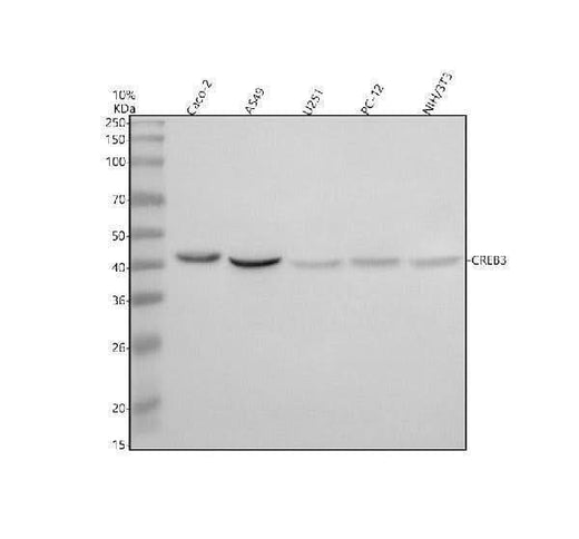 Anti-CREB3 Antibody Picoband® Boster Bio