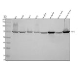 Anti-TAF15 Antibody Picoband® Boster Bio