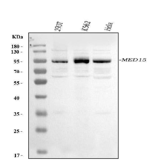 Anti-MED15 Antibody Picoband® Boster Bio