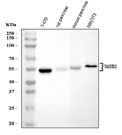 Anti-TROP2/TACSTD2 Antibody Picoband® Boster Bio