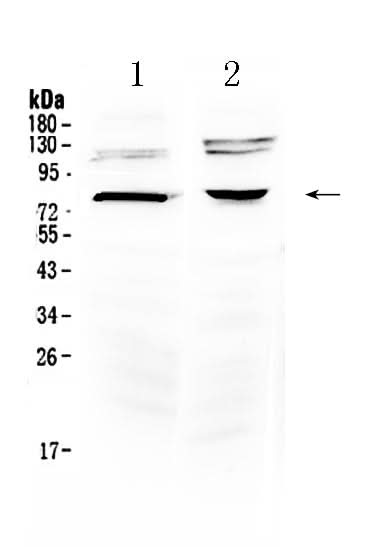 Anti-Dishevelled 3/DVL3 Antibody Picoband® Boster Bio