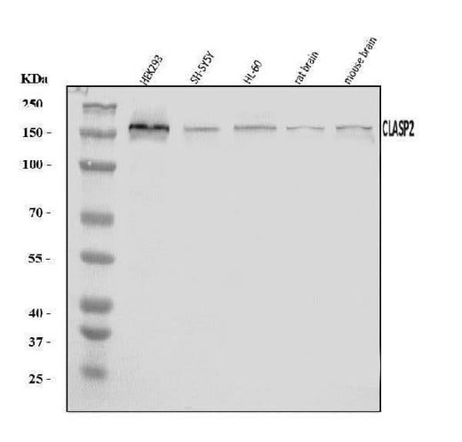 Anti-CLASP2 Antibody Picoband® Boster Bio