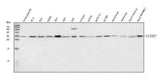 Anti-ALYREF Antibody Picoband® Boster Bio