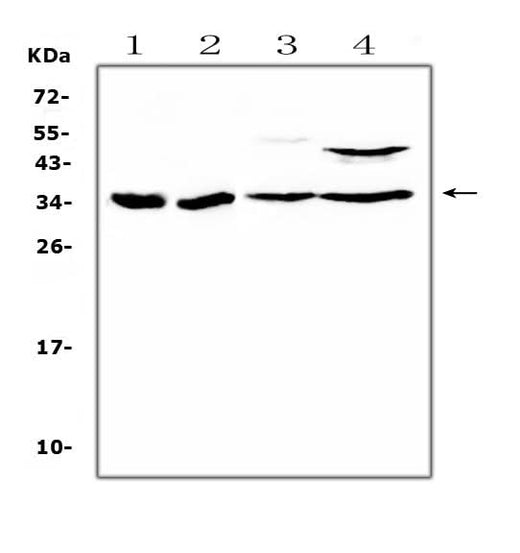 Anti-BRMS1 Antibody Picoband® Boster Bio