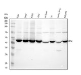 Anti-KAT1/HAT1 Antibody Picoband® Boster Bio