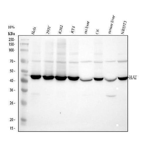 Anti-KAT1/HAT1 Antibody Picoband® Boster Bio