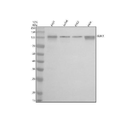 Anti-SUN1 Antibody Picoband® Boster Bio