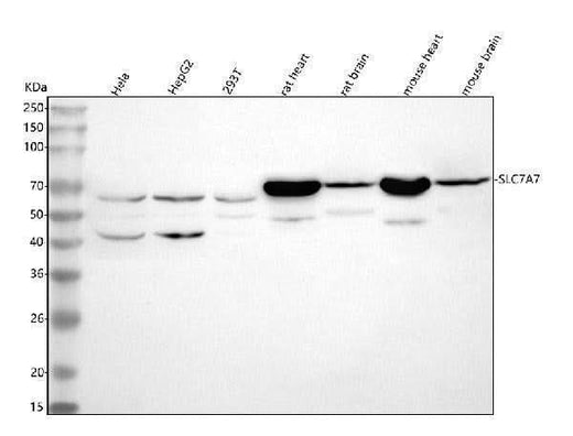 Anti-SLC7A7 Antibody Picoband® Boster Bio