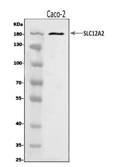 Anti-NKCC1/SLC12A2 Antibody Picoband® Boster Bio