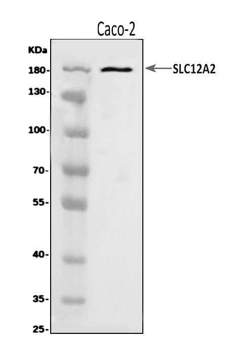 Anti-NKCC1/SLC12A2 Antibody Picoband® Boster Bio