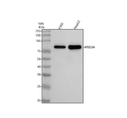 Anti-ARID3A Antibody Picoband® Boster Bio