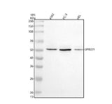Anti-SPRED1 Antibody Picoband® Boster Bio