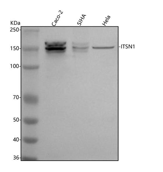 Anti-Intersectin 1/ITSN1 Antibody Picoband® Boster Bio