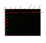 Anti-HSPA4 Antibody Picoband® Boster Bio