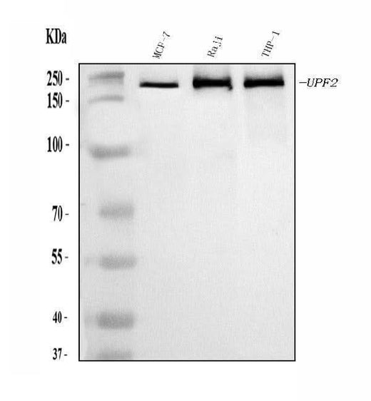 Anti-hUPF2/RENT2/UPF2 Antibody Picoband® Boster Bio