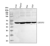Anti-LMAN1 Antibody Picoband® Boster Bio