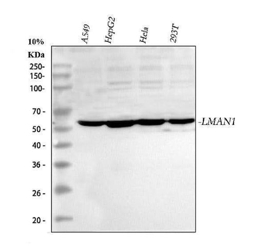 Anti-LMAN1 Antibody Picoband® Boster Bio