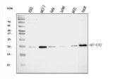 Anti-MT-CO2 Antibody Picoband® Boster Bio