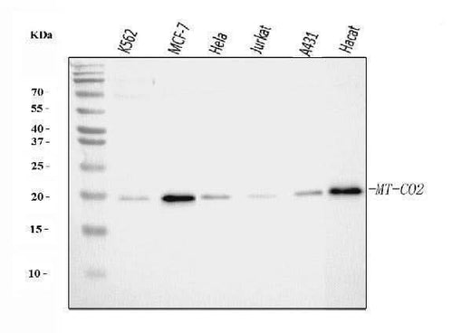 Anti-MT-CO2 Antibody Picoband® Boster Bio