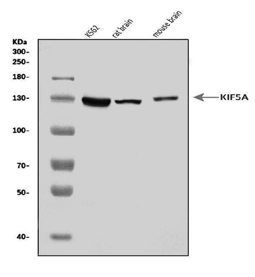 Anti-KIF5A Antibody Picoband® Boster Bio