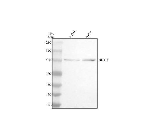 Anti-NLRP6 Antibody Picoband® Boster Bio