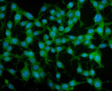 Anti-PAR4/Pawr Antibody Picoband® Boster Bio