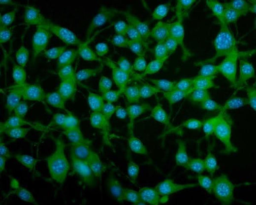 Anti-PAR4/Pawr Antibody Picoband® Boster Bio