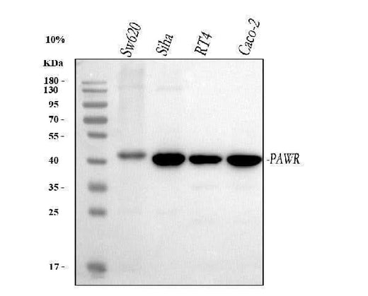 Anti-PAWR Antibody Picoband® Boster Bio