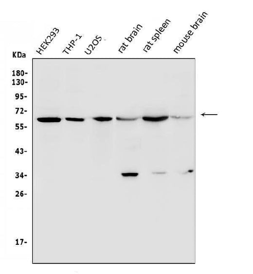 Anti-U2AF65/U2AF2 Antibody Picoband® Boster Bio