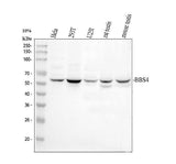 Anti-BBS4 Antibody Picoband® Boster Bio